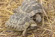 tortue d’Hermann et tortue grecque