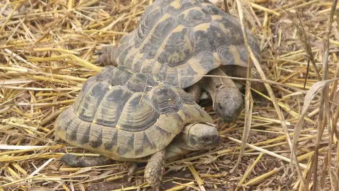 tortue d’Hermann et tortue grecque